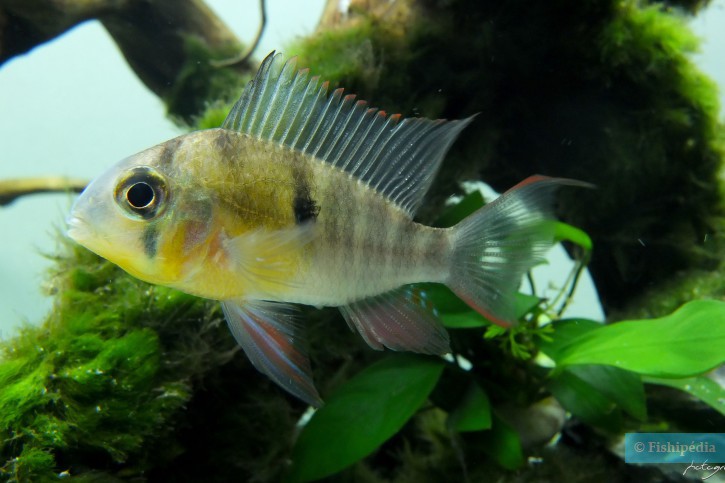 Mikrogeophagus altispinosus