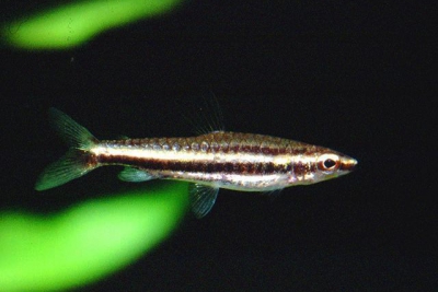 Nannostomus digrammus Lebiasinidae