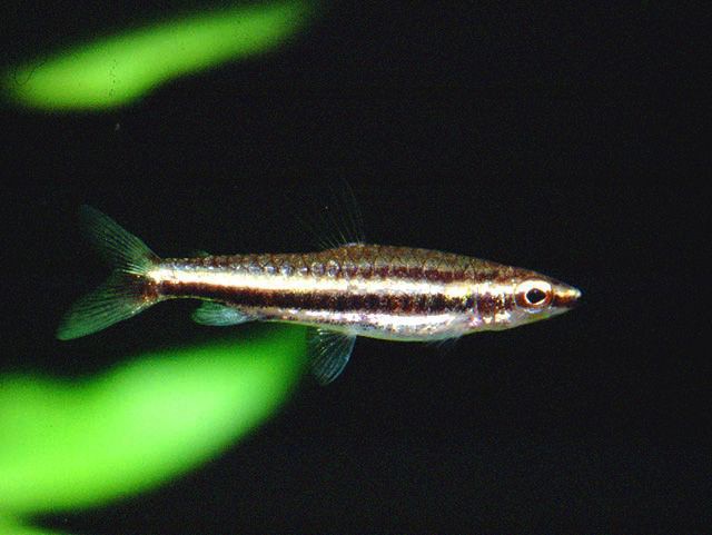 Nannostomus digrammus