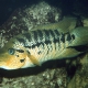 picture of Parachromis motaguensis