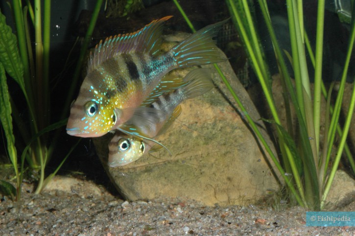 Thorichthys aureus - blue flash