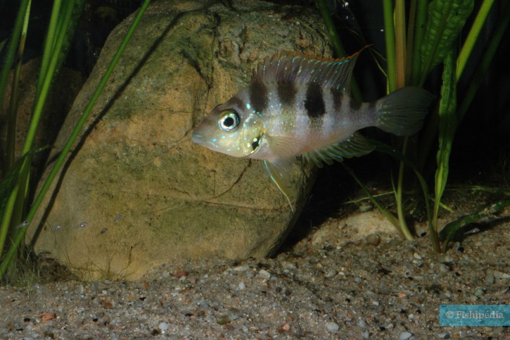 Thorichthys aureus - blue flash