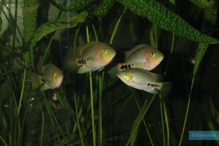 Vieja synspilus - Tête de feux