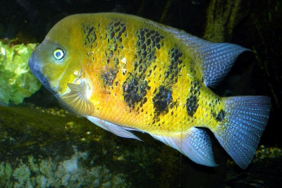 cichlidé d'or Cichlidae