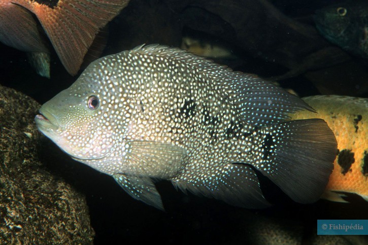 Herichthys cyanoguttatus