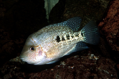 deppii Cichlidae