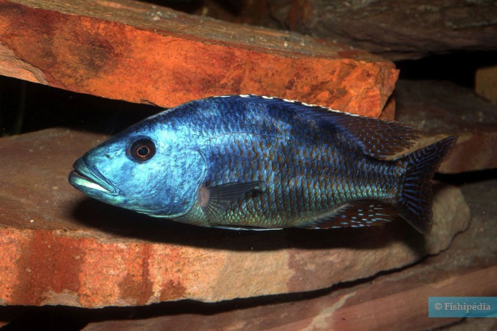 Nimbochromis fuscotaeniatus