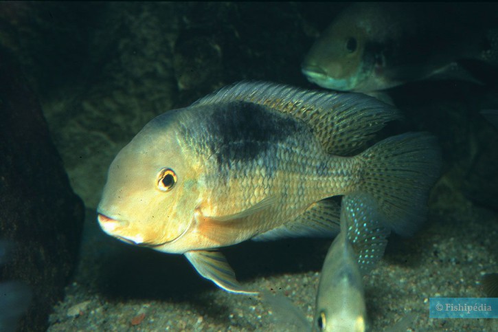 Hypsophrys nicaraguensis - butterfly cichlid
