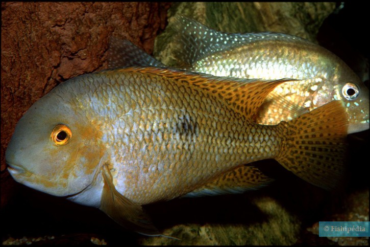 Hypsophrys nicaraguensis - butterfly cichlid