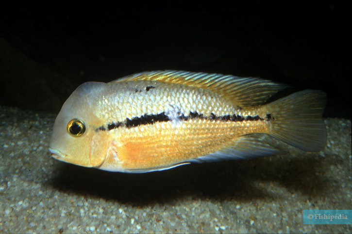 Hypsophrys nicaraguensis - butterfly cichlid