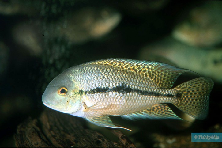 Hypsophrys nicaraguensis - butterfly cichlid