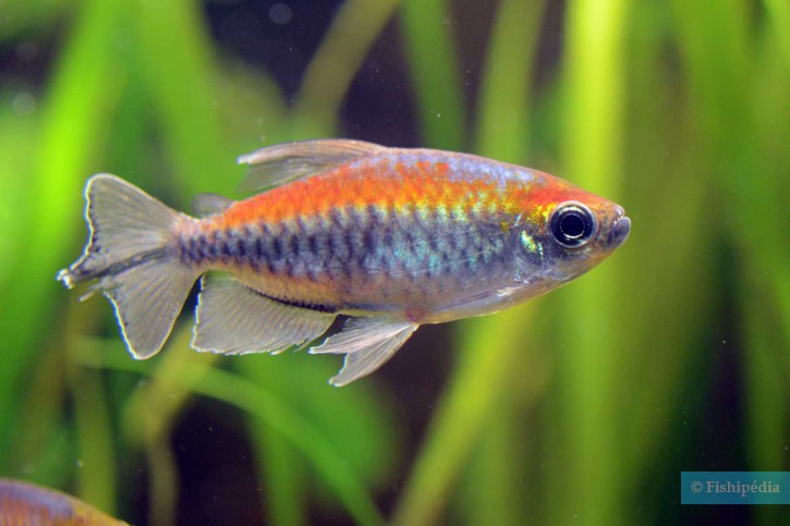 Phenacogrammus interruptus - congo tetra