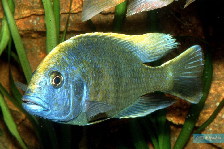 Nimbochromis venustus