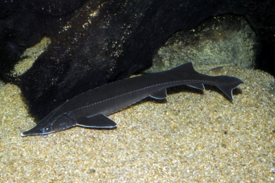sterlet sturgeon Espèce : sterlet sturgeon