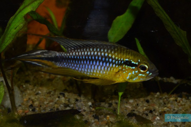 Apistogramma agassizii