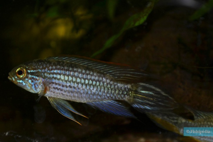 Apistogramma agassizii