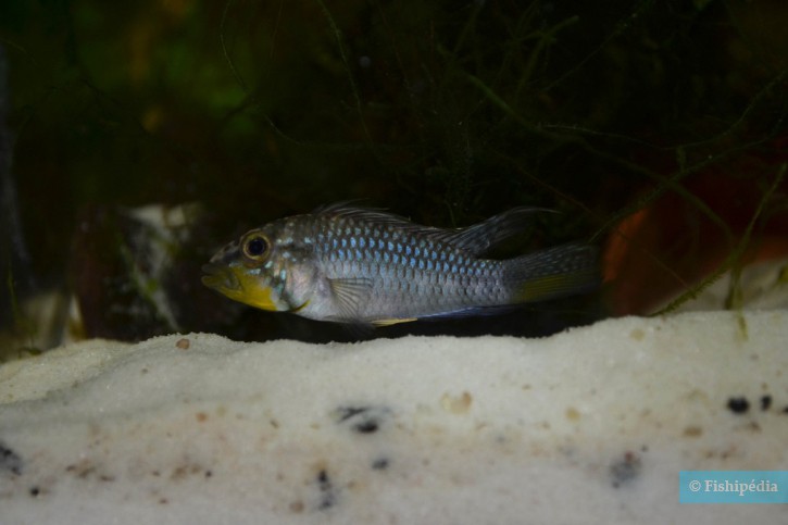 Apistogramma barlowi - bujurqui
