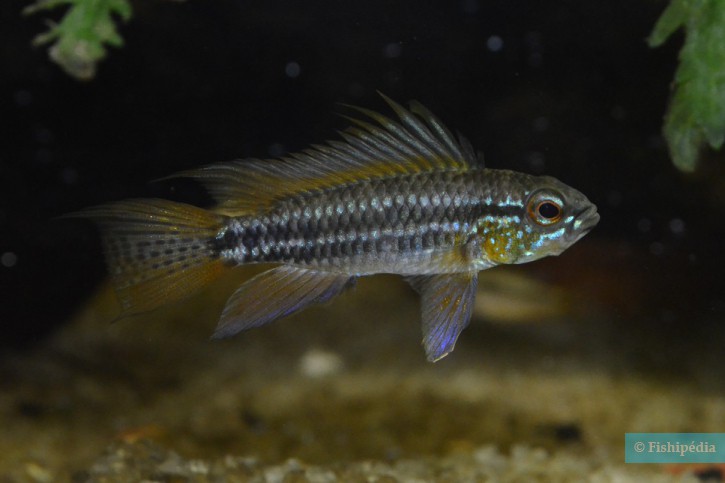 Apistogramma bitaeniata