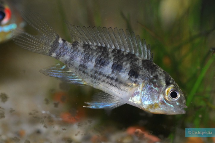 Apistogramma commbrae