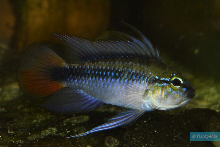 Apistogramma erythrura