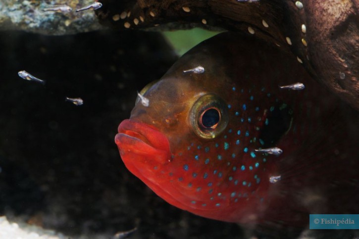 photographie - Guillaume auzuret