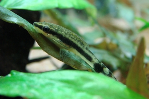 Otocinclus vittatus