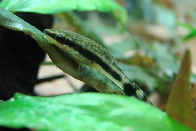 Otocinclus vittatus Loricariidae