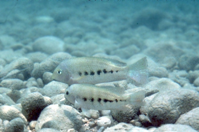teapa cichlid Cichlidae