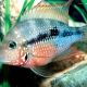 picture of Thorichthys maculipinnis