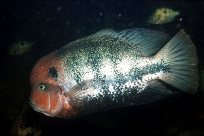 Vieja fenestrata Cichlidae