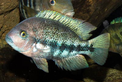 Vieja sp. coatzocoalcos Cichlidae