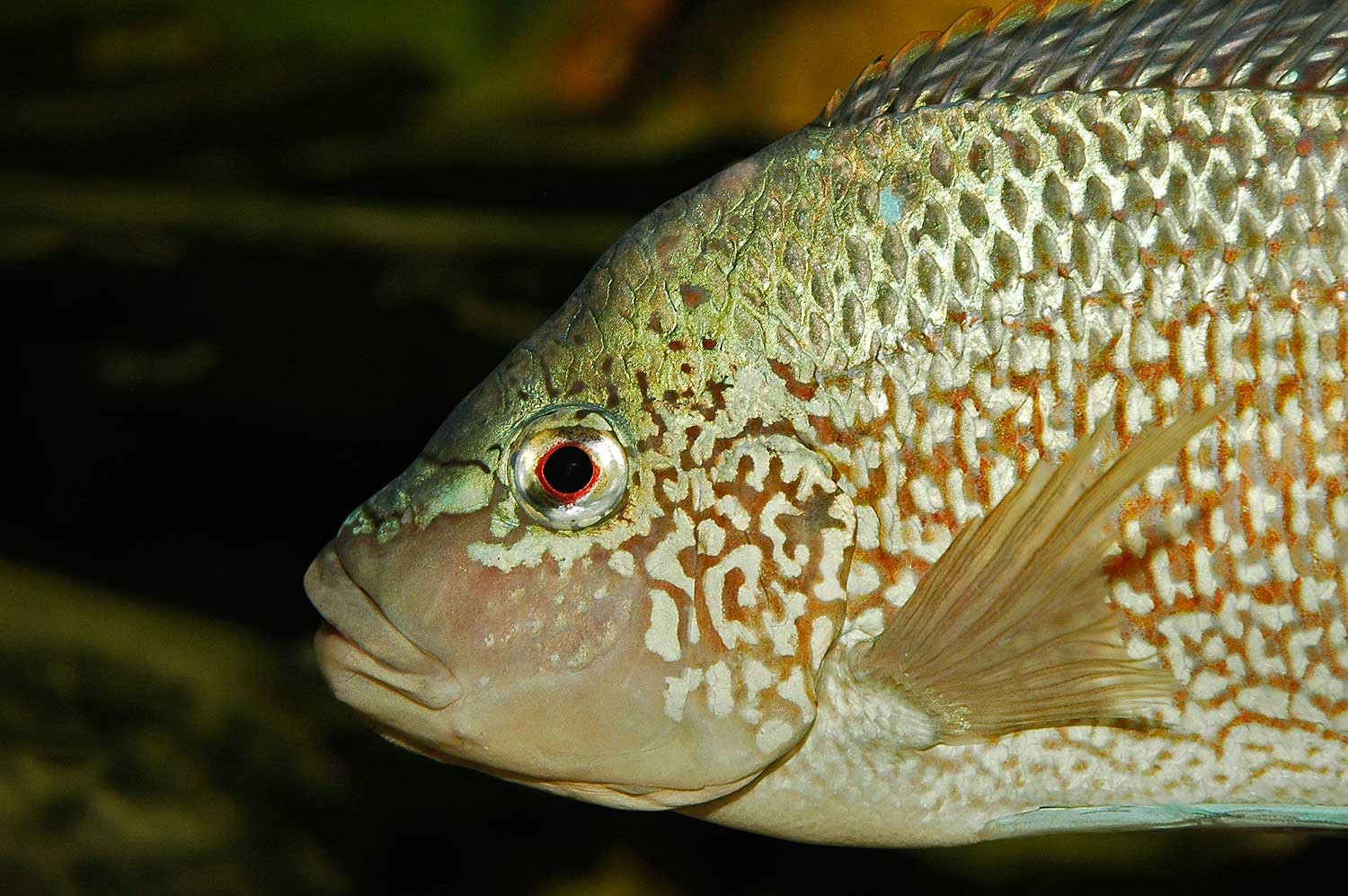 Oreochromis