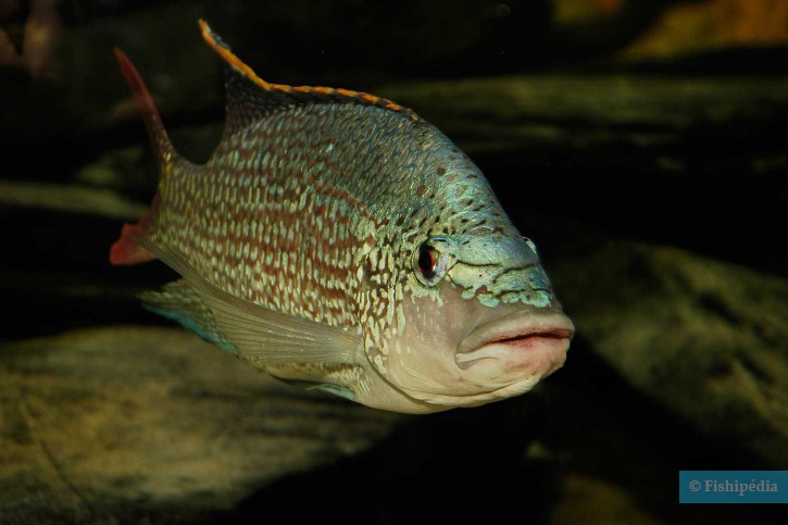 Oreochromis tanganicae