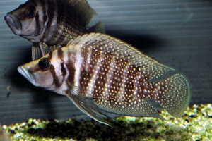Altolamprologus calvus "black Moliro"