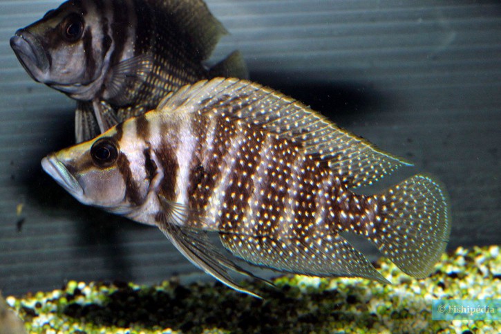 Altolamprologus calvus