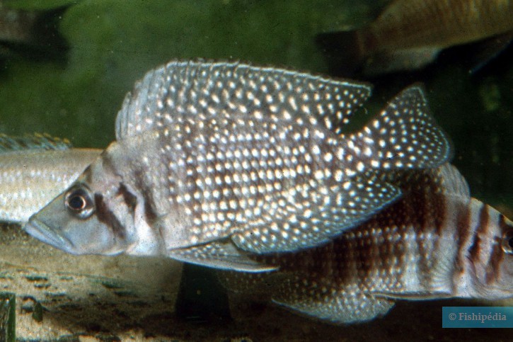 Altolamprologus calvus