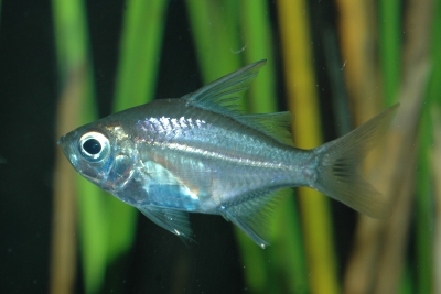 Ambassis interruptus Ambassidae