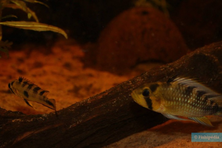Apistogramma rositae - bujurqui