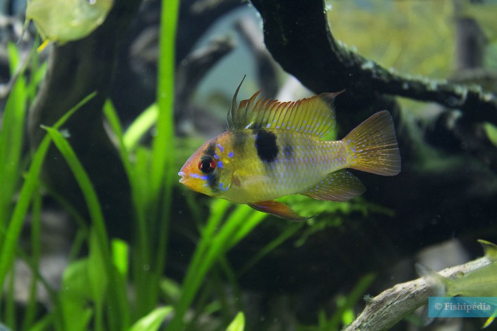 Mikrogeophagus ramirezi