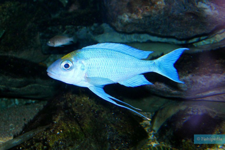 Ophthalmotilapia ventralis