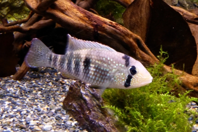 cichlidé-pierre Cichlidae