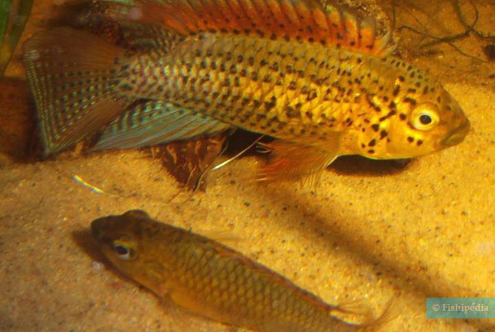 Apistogramma sp. 'rio Xingu'