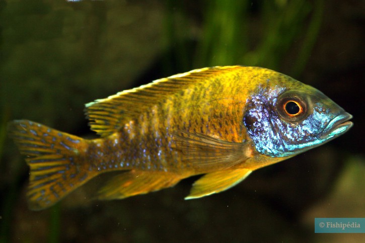 Aulonocara baenschi - nkhomo-benga peacock