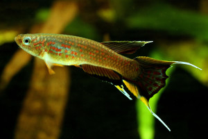 Aphyosemion australe