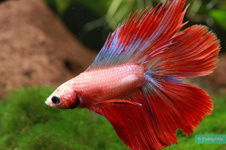 Betta splendens - Siamese fighting fish