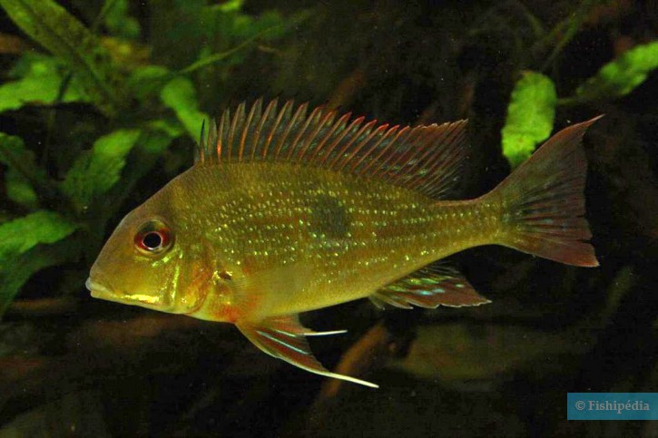 Geophagus dicrozoster