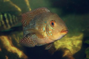 Geophagus iporangensis
