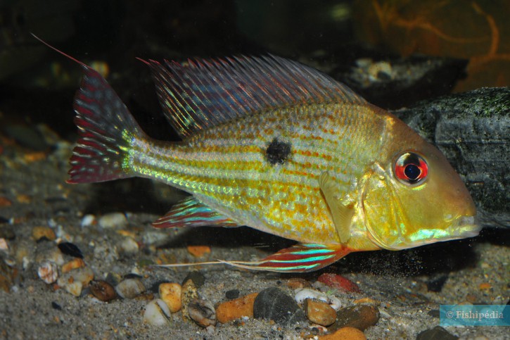 Geophagus abalios