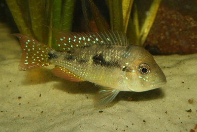 Gymnogeophagus caaguazuensis Cichlidae