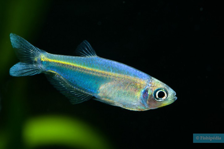 Tyttocharax tambopatensis